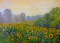 A Field of Sunflowers