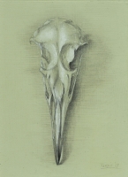 Seagull Skull