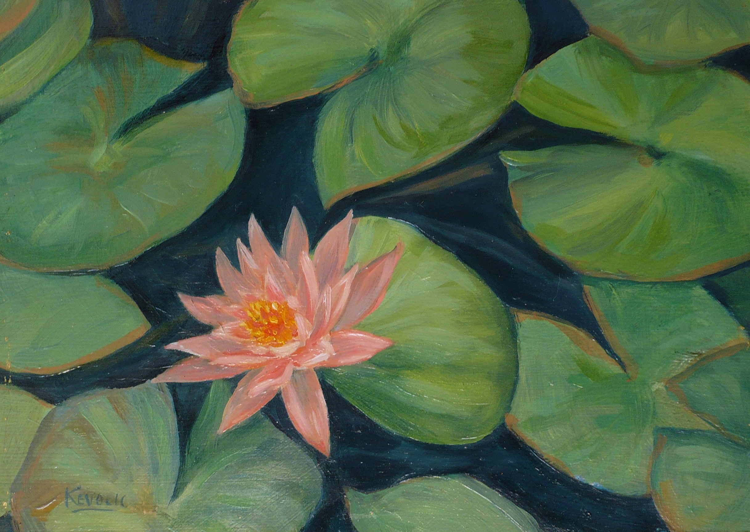 water lily