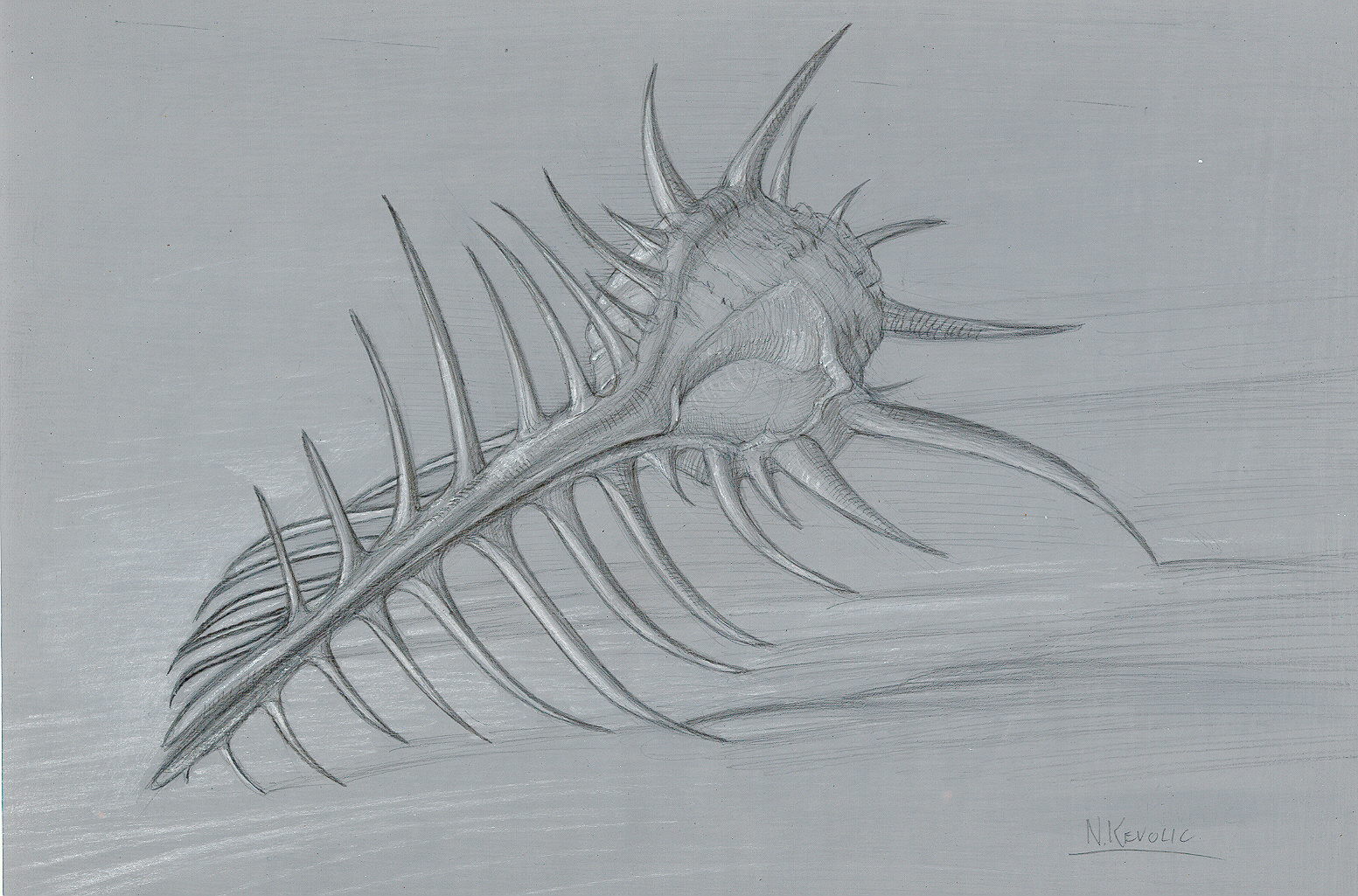 venus-comb