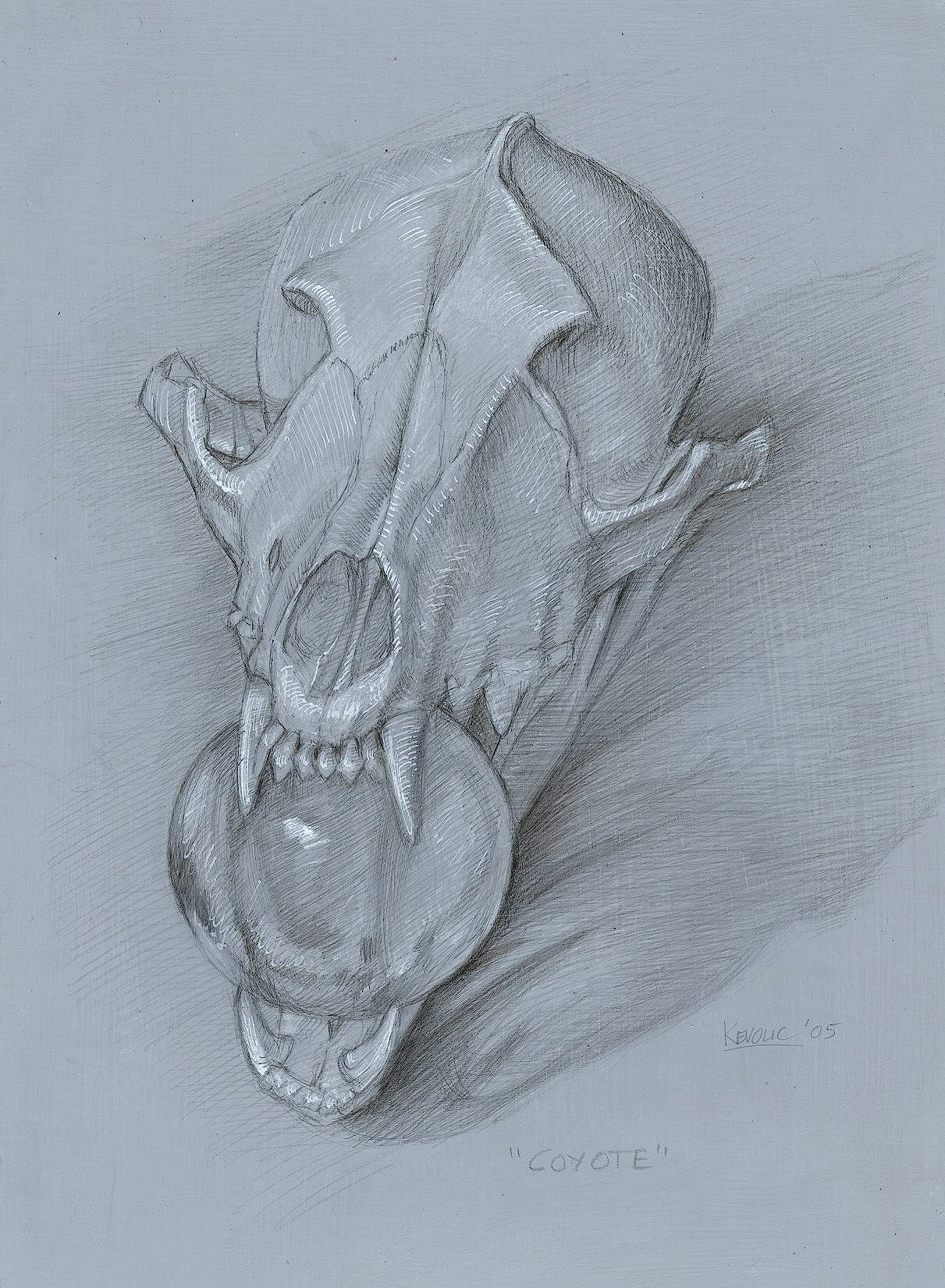 coyote-skull-sphere