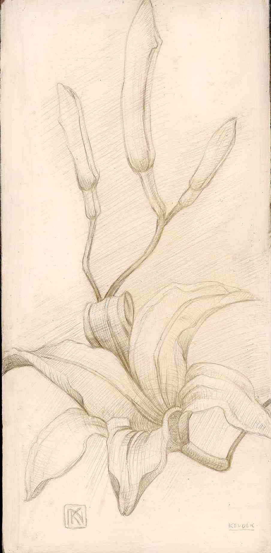 daylilies-silverpoint