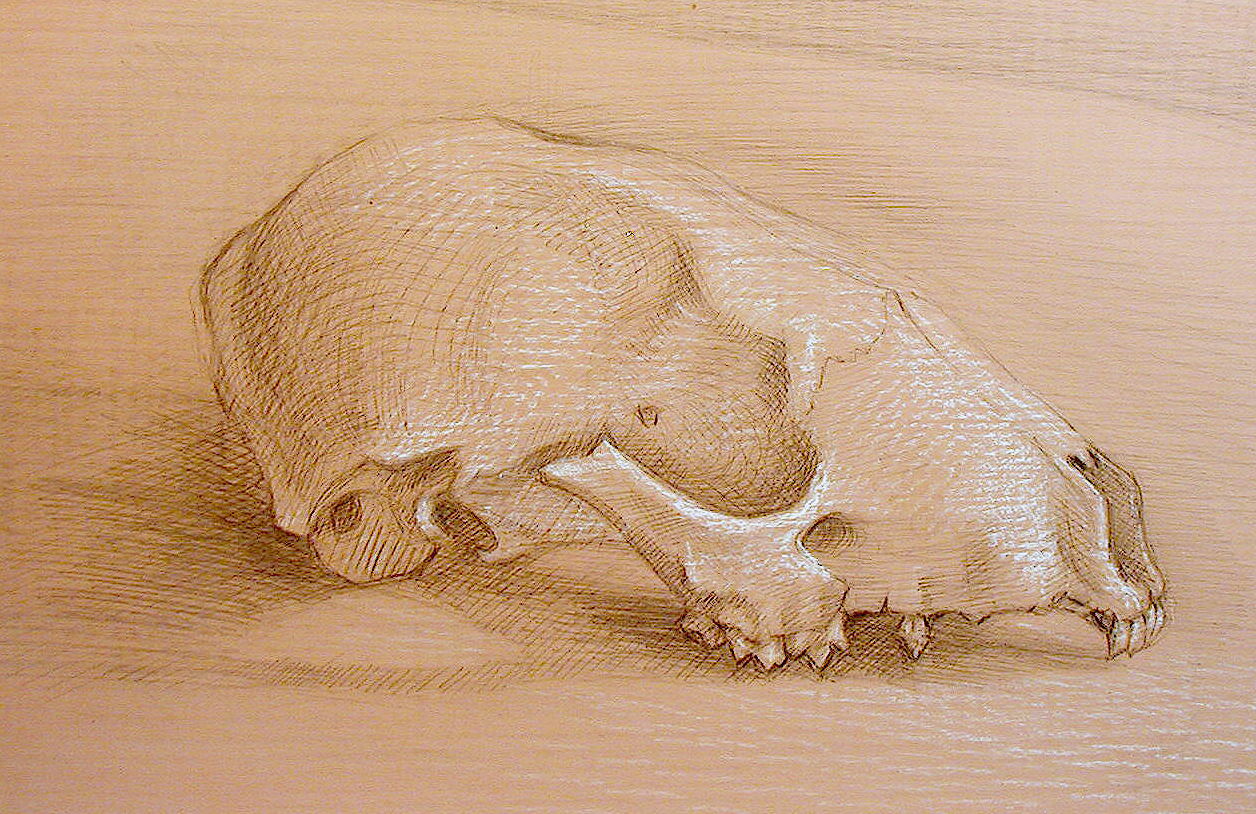 pink-skull