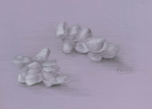 popcorn-silverpoint-35×51