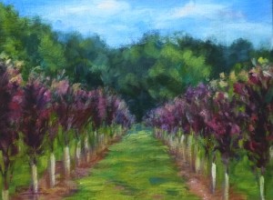 rows-of-young-trees12