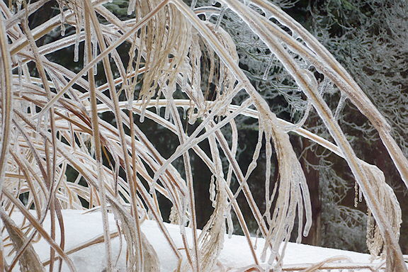 Ice encased grass1