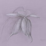 Lenten Rose copy